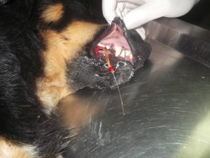 Μονεμβασιά: Ο σκύλος ούρλιαζε από το πόνο που προκαλούσαν τα αγκίστρια καρφωμένα στο στόμα του